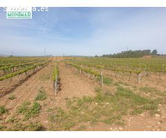 En venta Fincas Rústica en Renau plantada de viñedos