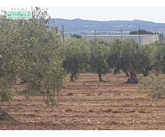 En venta Finca Rústica en Sant Jaume dels Domenys.