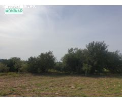En venta Finca Rústica en Secuita de 5,29 Ha.