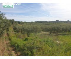 En venta Finca Rústica en Secuita de 5,29 Ha.