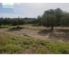 En venta Finca Rústica en Secuita de 5,29 Ha.