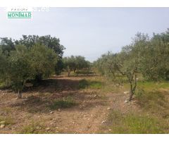 En venta Finca Rústica en Secuita de 5,29 Ha.
