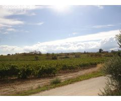 VENTA DE FINCA RUSTICA EN VILAFRANCA DEL PENEDES DE 9 Ha.