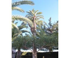 INCREIBLE CHALET EN VENTA EN ELCHE