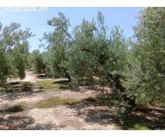 Se vende finca en Huércal-Overa, El Saltador!!!!