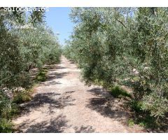 Se vende finca en Huércal-Overa, El Saltador!!!!