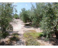 Se vende finca en Huércal-Overa, El Saltador!!!!
