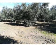 VENTA DE FINCA DE OLIVOS EN HUETOR TAJAR CON 4.500M2 DE SUPERFICIE Y PLANTACIÓN DE 100 OLIVOS!!