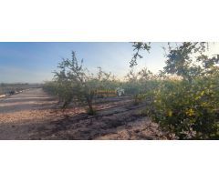 SE VENDE PARCELA DE 14.000 M2, ZONA PARTIDA DAIMES !!!!!!