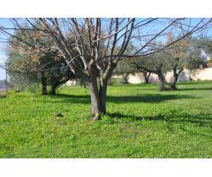 Finca urbana en Palomares del Río (Sevilla), en parcela de 6.977 m2