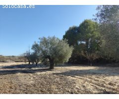 Finca Rustica en Torremendo 298.000 metros