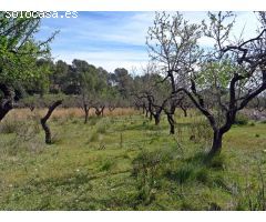 Parcela rustica en Murla