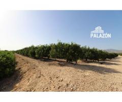 Ref: 6348. Finca de cultivo en venta en Crevillente (Alicante)