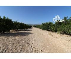 Ref: 6348. Finca de cultivo en venta en Crevillente (Alicante)