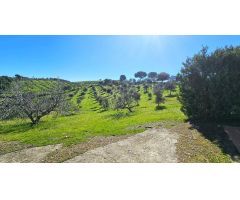 Encantadora finca rústica con olivar y urbana con vivienda en perfecto estado en Villaviciosa!