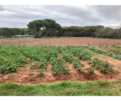 FINCA RUSTICA EN LA MUELA CON CASA PARA REFORMAR