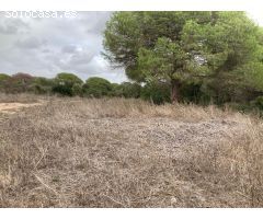 TIERRA DE MONTE BAJO EN LA MUELA