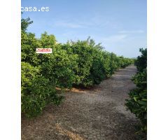 SE VENDE CASA CON TERRENO EN SAN BARTOLOME (ORIHUELA)