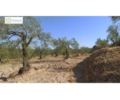 Finca rústica a la venta en Gerena zona camino piedra caballera