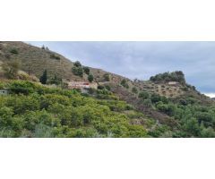 Se vende cortijo con 25000 m² de aguacates