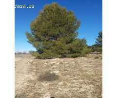 CARIHUELA SOL ALQUILA TERRENO RUSTICO EN OCAÑA