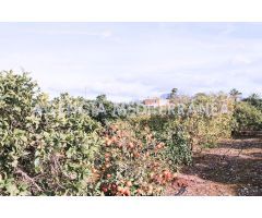 Finca de 8.400m2 con casa de campo en plena naturaleza en Ondara