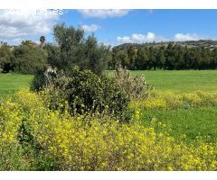 GRAN FINCA RUSTICA CON CASA TIPICA MALLORQUINA, CON LUZ Y AGUA