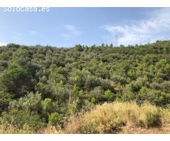 Finca Rustica Ideal para cazadores