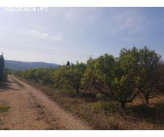 FINCA EN LA GALERA CON AGUA Y CASA DE  15m2