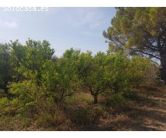 FINCA EN LA GALERA
