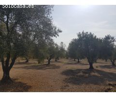 FINCA EN LA GALERA CON OLIVOS