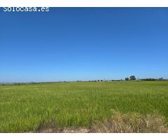 FINCA DE ARROZ EN ENCANYISSADA
