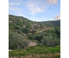 FINCA RÚSTICA EN ALCANAR