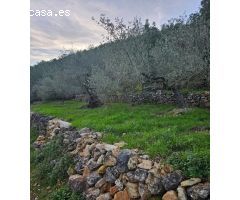 FINCA RÚSTICA EN ALCANAR
