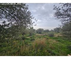 FINCA RÚSTICA CON CASA EN LA RAPITA