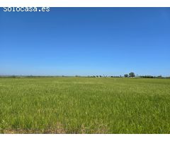 FINCA DE ARROZ