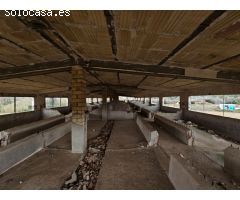 ANTIGUAS NAVES DE CERDOS EN VENTA