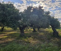 FINCA RÚSTICA