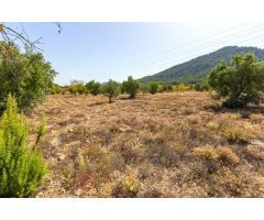 Parcela Rústica de 10.080m2 para construir tu chalet en Biar (Alicante)