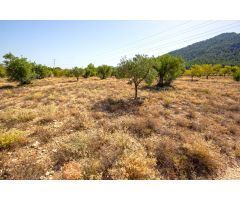 Parcela Rústica de 10.080m2 para construir tu chalet en Biar (Alicante)