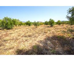 Parcela Rústica de 10.080m2 para construir tu chalet en Biar (Alicante)