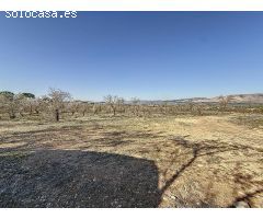 FINCA DE TIERRA SECANA EN PARTIDA EN BIAR ZONA EL COTO