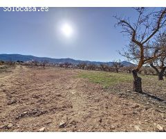 FINCA DE TIERRA SECANA EN PARTIDA EN BIAR ZONA EL COTO