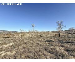 FINCA DE TIERRA SECANA EN PARTIDA EN BIAR ZONA EL COTO