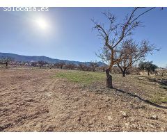 FINCA DE TIERRA SECANA EN PARTIDA EN BIAR ZONA EL COTO