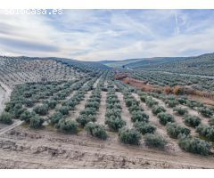 FINCA DE OLIVOS  Y ALMENDROS EN VEGAS DEL GENIL