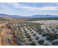 FINCA DE OLIVOS  Y ALMENDROS EN VEGAS DEL GENIL