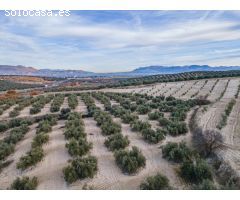 FINCA DE OLIVOS  Y ALMENDROS EN VEGAS DEL GENIL