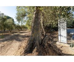 Magnífica parcela con olivos en producción