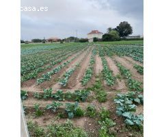 PARCELA RUSTICA CON LUZ Y AGUA EN SANTA CRUZ MURCIA